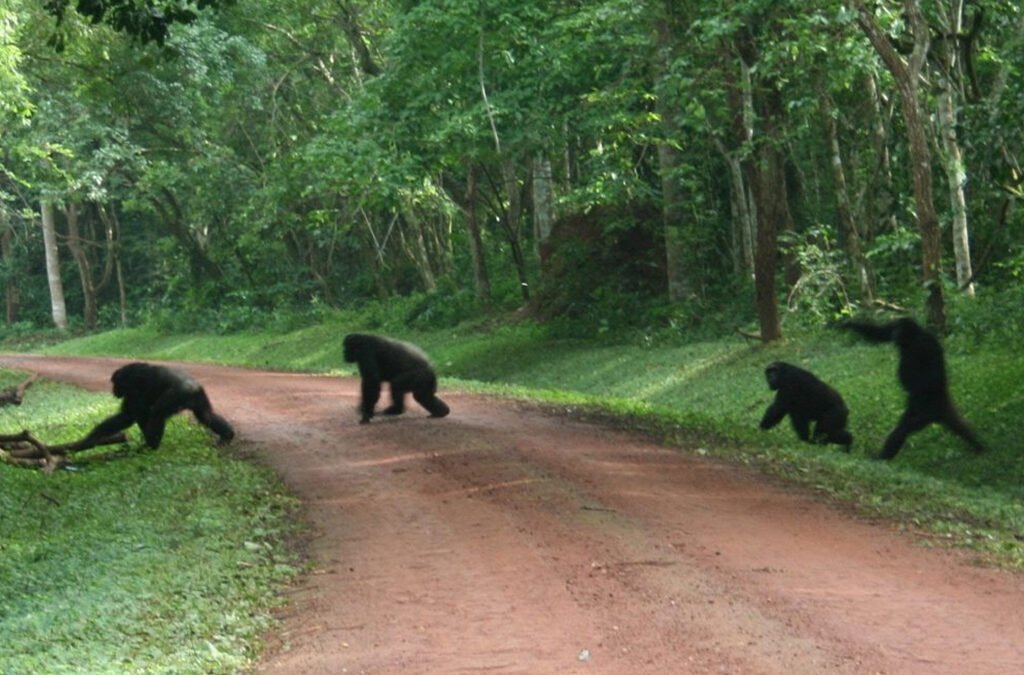 Chimpanzee-Trekking-Experience-in-Budongo-Forest-1024x675