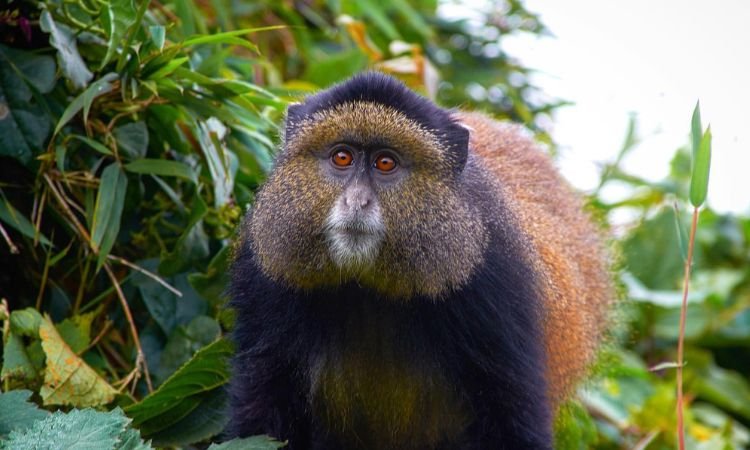 xr:d:DAFgAHRSdjY:332,j:9178735738037474610,t:23081413