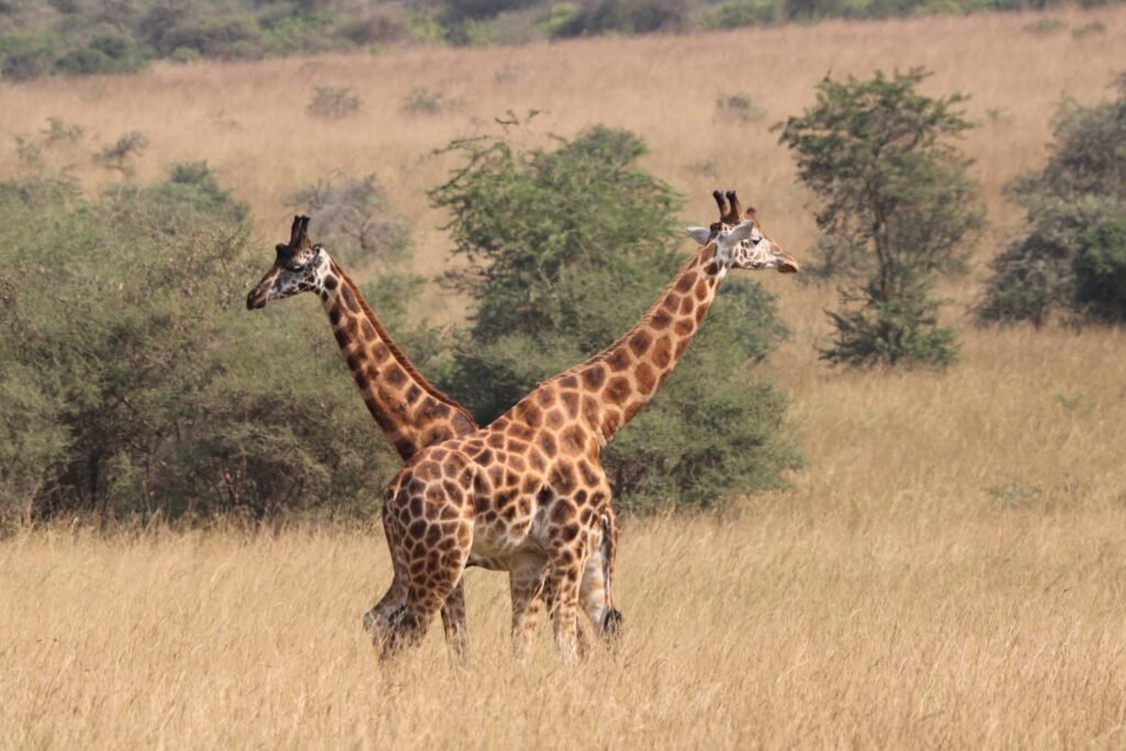 WhatsApp Image 2025-11-08 at 13.46.47_f3de3ea6